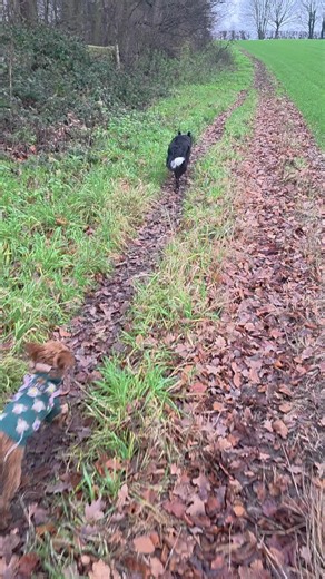 Another day another adventure over the Christmas period 🎄🎅 #Christmas #tree #dogs #adventure #puppydog