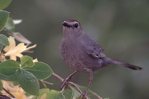 Gray Catbird . Photographed by acclaimed wildlife photographer and...