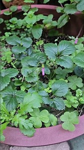 11/8(아침.morning)사랑초 꽃이 피려고 하네요.(The Oxalis flowers are about to bloom.)#식물#텃밭#허브#일상#힐링#nature#farm