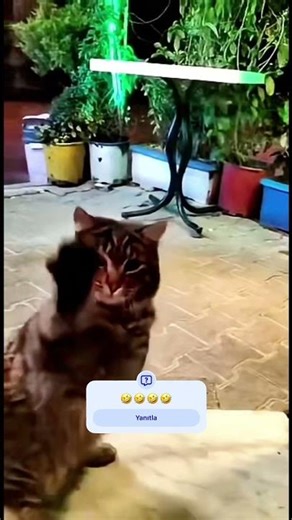 Angry Cat Scratching Glass 😂 Funny Viral Short #comedyshort #funny