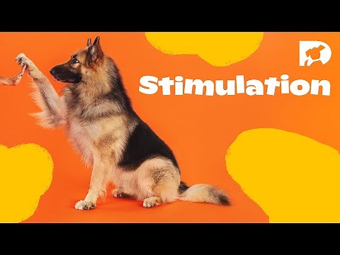 A Taste of DOGTV's Stimulation