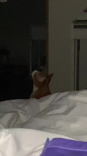 夜中になるといつも上見上げてキョロキョロしながらいつもと違う泣き声をだします。何でですか？👻#ねこ #猫 #ペット #泣き声 #怖い #おばけ ？