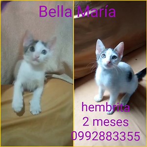 ADOPTAME Información al 0992883355 o al 099 906 0752 Busco excelente hogar responsable y para siempre  Soy BELLA MARÍA  2 meses hembrita rescatada Como croquetas Uso arenero Sanita Sociable Desparasitada Me dan con Kit de bienvenida Compromiso de esterilización Más información al 0992883355 Por favor compartir  | Adopción Animal Guayaquil - AG | Facebook