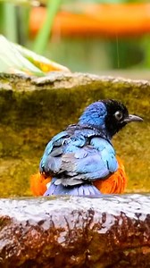 301 reactions · 11 shares | Starling bird — one of nature’s most...