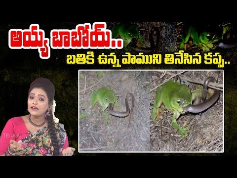 Sitralu Sudaro : అయ్య బాబోయ్.. బతికి ఉన్న పాముని తినేసిన కప్ప..| Snak & Forg Shoking Video | 99 TV