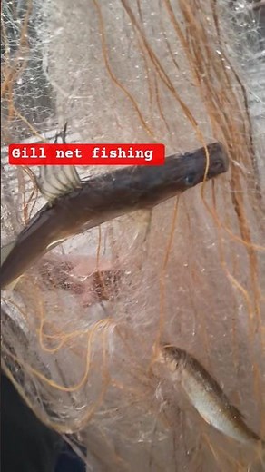Fishing with gill net #fishingequipment #fishing #fishinggear #villagelife