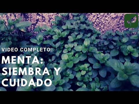 MENTA: Siembra Crecimiento y Cuidado | COMPLETO | Huerto Urbano