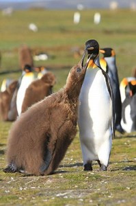 King Penguins