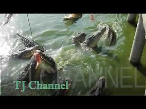 TJ Channel OP Thailand Travel 【TJチャンネル オープニング】