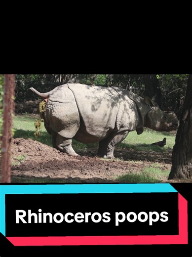 Understanding Rhinoceros Pooping Habits