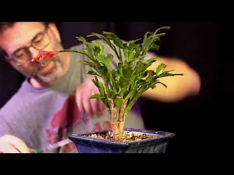 Thanksgiving vs. Christmas Cactus: Dave's Bonsai E67
