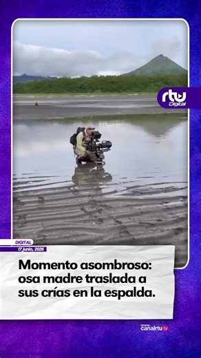 🐻 ¡Instinto puro! Las osas pardas cargan a sus crías sobre el lomo para cruzar aguas profundas de forma segura y protegida, mientras que los cachorros tienen una impresionante fuerza de agarre para sujetarse durante el trayecto. 🎥: Marc Bouldoukian #RTUdigital #Naturaleza