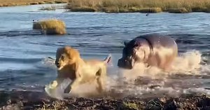 Lion's explosive clash with hippo proves who rules the waterways