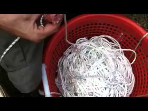 How to bait a trot line with chicken necks for crabs
