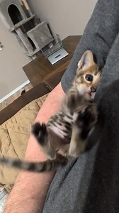 I think Beanie has restless leg syndrome. #fostercatsandkittens #adoptdontshop #fosterkittens #animalrescue | Mike Johns