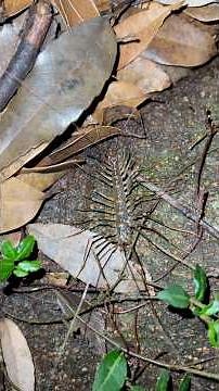 ゲジ（蚰蜒）（ゲジ類） ゲジゲジとも呼ばれる 動きは面白いが静止のみ 肉食性で害虫を捕食する「益虫」 人間に攻撃性なし 坂田ヶ池総合公園🌳 20250816