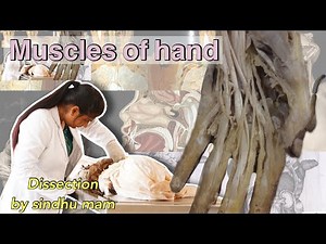 Muscles of the Hand Made Easy ✋ | Never Forget Again! | sindhu mam.