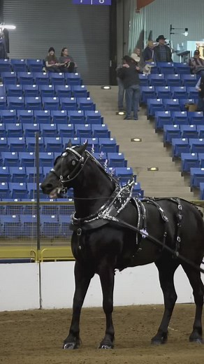 1.1K reactions · 35 shares | Help I can’t stop posting draft horse content #nationalwesternstockshow #nationalwesternstockshow2025 #horse #horses #beautifulhorse #beautifulhorses #percheron #percheronhorse #drafthorse #heavydraft #drafthorses #carriagehorse #drivinghorse | Royal Dutch Studios LLC | Facebook
