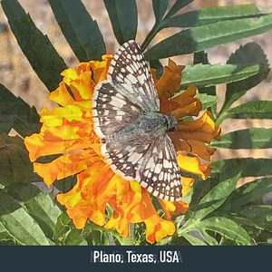 We often see dogs and cats captured in photos sent in by volunteer...