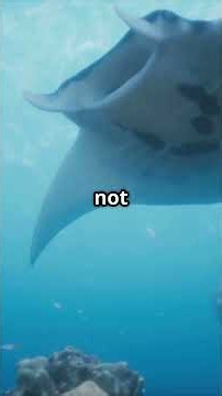 Rays vs Manta Rays: Same Family, Completely Different Worlds (Science Explained)#animals #nature