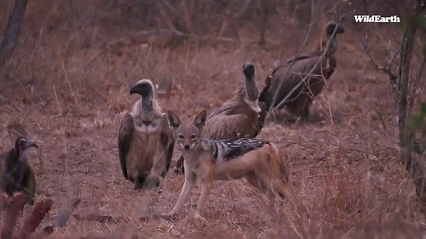 125K views · 2.6K reactions | Lions watch as a hyena and jackal move closely around vultures for some leftover carcass. #wildearth #animals #nature #hungry #jackal #lion #hyena #vulture | Wildearth | Facebook