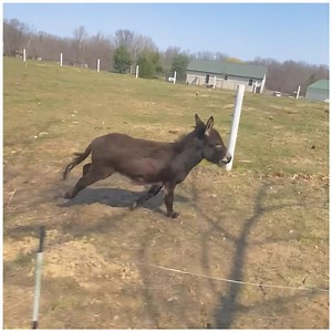 317K views · 2.4K reactions | Donkey loves racing  | MetDaan Tips | Facebook