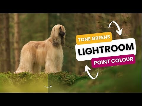 How to use Point Colour in Lightroom Classic to Tone Your Greens | 2023/4 Update