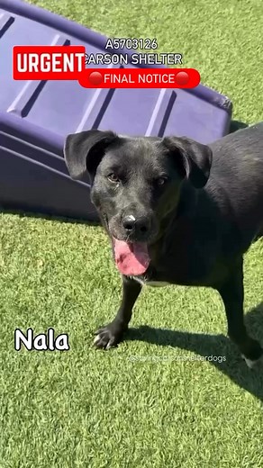 🔴Urgent Final Notice🔴 ✳️NALA ✳️ID: #A5703126 ↩️ 😢OWNER SURRENDER😢 Gorgeous Nala is three years old and she was surrendered to the shelter because of a problem with another dog. After entering the yard, she wasted no time and began to engage with some of the dogs in a rough and rowdy play style with her friends, keeping up a high pace with them. Eventually, she decided to take a break, but one of the other dogs kept persisting, so Nala gave the dog an appropriate correction. She wandered arou
