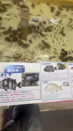 こどもに大人気！釣太郎みなべ店で、現在35種類の魚が泳いでいます。大水槽で泳がせているため、多くの人がのぞき込んでおられます。全部南紀で釣れたとれた魚ばかり。