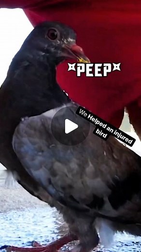 Chad Wild Clay on Instagram: "We helped an injured bird while filming a YouTube video 😢🐧"