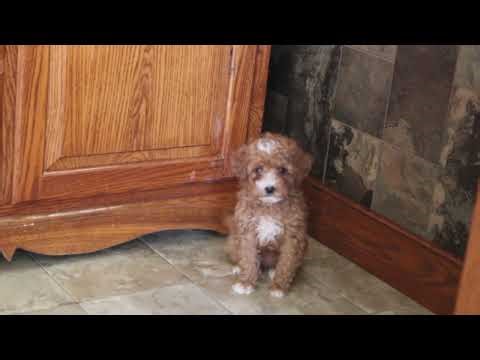 Mini Poodle Puppy For Sale
