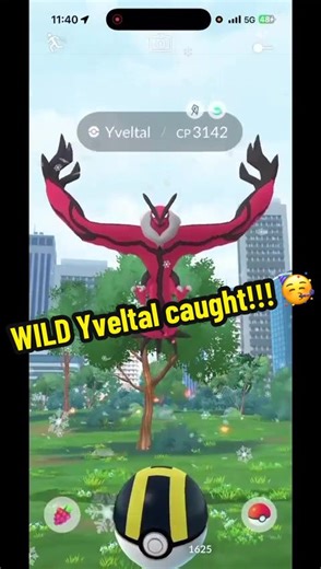 Exciting Moments of Catching a Wild Yveltal