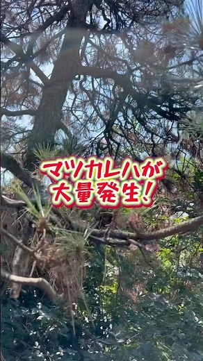 埼玉の植木屋さん【富士見グリーンちゃんねる】マツカレハが大量発生！#富士見グリーンガーデン #造園 #植木屋 #ガーデン #害虫駆除 #薬剤散布 #ガーデニング #ショート #埼玉県 #富士見市