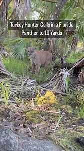 Florida panther nearly walks into hunter’s ground blind. FL turkey hunter Jason Francis had a heart-pounding encounter on Monday, when he almost called a panther into his ground blind. Jason thinks the reason that the big cat came so close was because it thought he was a hen. 🐆 🦃 #florida #turkey #turkeyhunting #turkeyhunt #hunting #panther #floridapanther #outdoors #nature #outdoorlife #ehp #evergladesholidaypark #viral #viralvideo 🎥: Jason Francis Story by: @dac.collins | Everglades Holiday