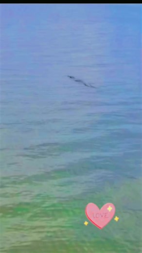 UNFORGOTTEN SOURCE: Spotted: A Giant Crocodile in the Wild! At Sungei Buloh Wetland Reserve — Singapore’s hidden sanctuary of biodiversity — I witnessed this massive reptile gliding silently through the waters. This place isn’t just scenic… it’s alive with monitor lizards, migratory birds, eagles, and nature’s most ancient predators. A reminder: In nature, the calmest waters often hide the greatest power. 📍Sungei Buloh Wetland Reserve – ASEAN Heritage Park “Still waters hide sharp teeth. Observ