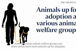 askST: How to adopt a pet in Singapore