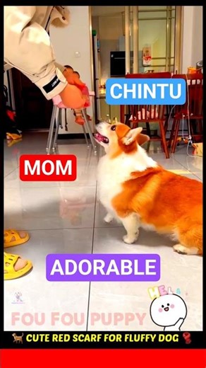 चिंटू को दीदी ने स्मार्ट बना दिया 🐶 Smart Dog Funny Reactions 😄 #funnydog #dog #dogvideos