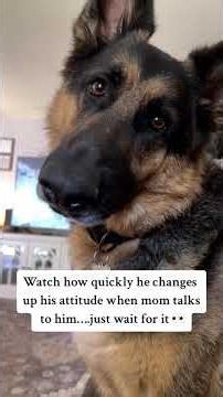 Dad vs Mam #dog #funny #funnydog #funnyvideo #dogsoftiktok
