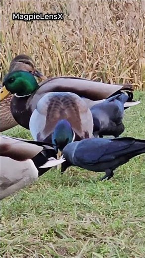 Kawka Jackdaw Duck Kaczka 4K #duck #birdsounds #magpielensx #nature #birds