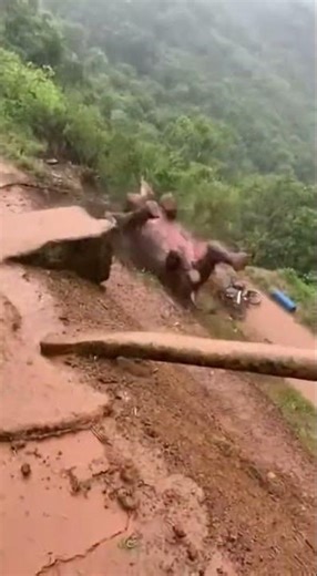 Elephant Struggles on Slippery Mountain Path and Suddenly Falls