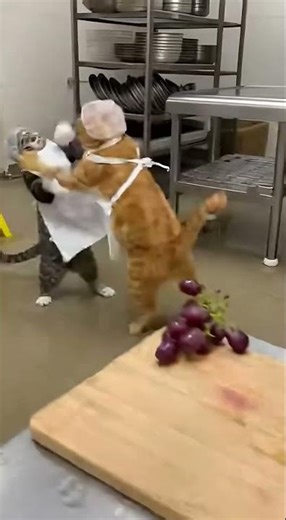 The sign said CAUTION for a reason... ⚠️😹#shorts #funnycats #chefcat #kitchenfight