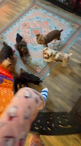 Good Morning!! Happy Saturday!! Barbie and Shana’s Babies say Merry Christmas!! 😘💖🎅🏻🐶🎄 | Jacqueline Smith