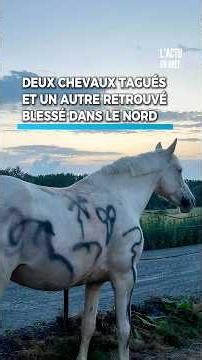 Two horses found covered in graffiti in the North