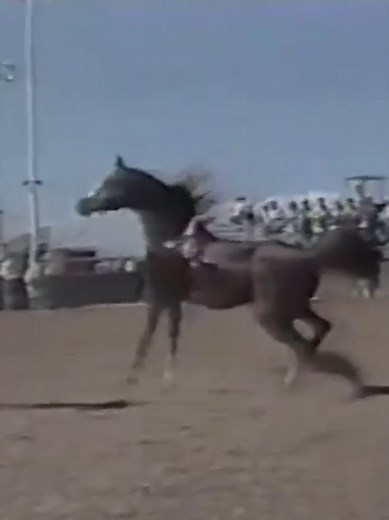 Padron: The Legacy of a Grand Arabian Horse