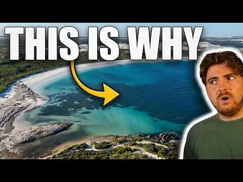 This Tiny Beach Has INSANELY Aggressive White Sharks
