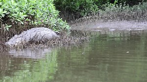 787K views · 5.1K reactions | So you remember couple days ago Scarface needed some Me time . Well he tried to sneak back to the same spot but Forest busted him . Such is life when you’re a wanted man . Alice ( Great Egret ) hung out with them all day. But when she left she gave poor Forest a fright. | Solar Whisper Daintree River Crocodile & Wildlife Cruises | Facebook
