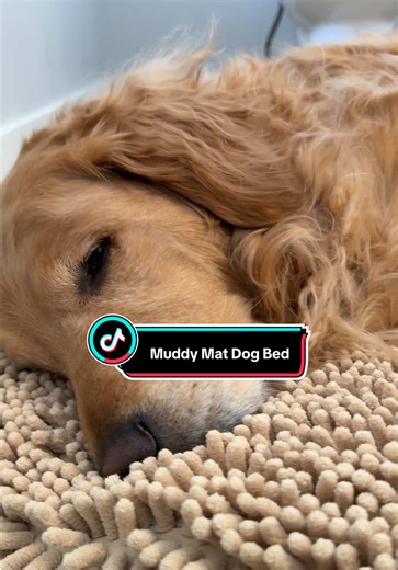 these are the best dog beds in the whole world! ❤️ #dogbed #dogaccessories #dogmusthaves #tiktokshopcreatorpicks #dogparents