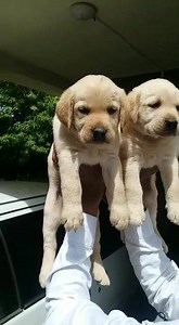 Cute Labradors puppies available Mumbai Pet Shop Call 9773344988 | Mumbai Pet Shop & Pet Clinic