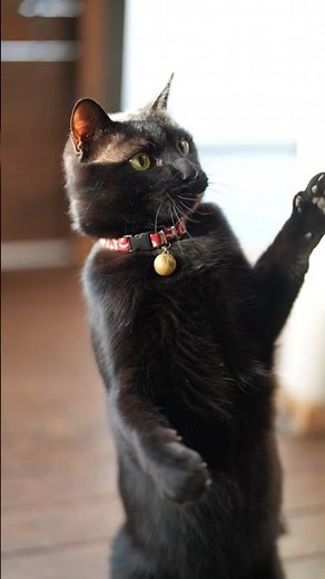 真っ黒可愛い猫ノラクロくん【猫写真】