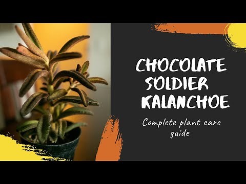 Chocolate Soldier Kalanchoe (Panda Plant) Plant Care Guide - For Beginners
